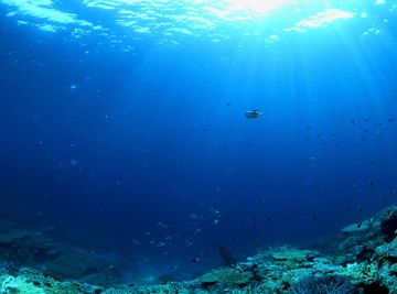 Phytoplankton are the primary producers of nutrients for the open-ocean food web.