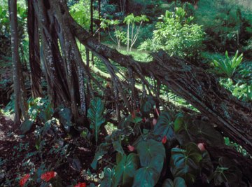 Warm temperatures and high rainfall are two abiotic factors that contribute to the lush biological diversity of a rainforest.