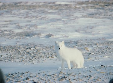 Animals of Cold Desert Biomes