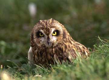 A short ear owl standing on the grass.