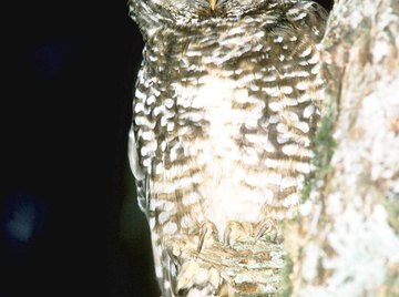 The Tyto alba owl hunts mice and rats commonly located in barns, which created the nickname barn owl.