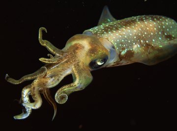 Squid can change colors using pigment cells called chromatophores.