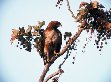 How to Tell Male & Female Hawks Apart