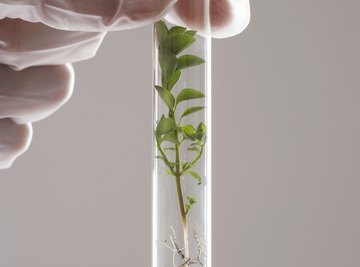 This test tube contains a vascular plant.