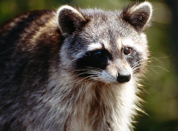 Raccoons can carry rabies
