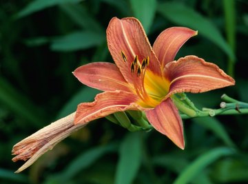 An orange lily in blossom.