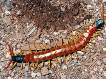 Centipedes can be found all over the world.