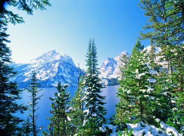 The Taiga is a well known coniferous forest.