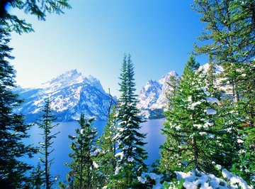 coniferous forest plants list