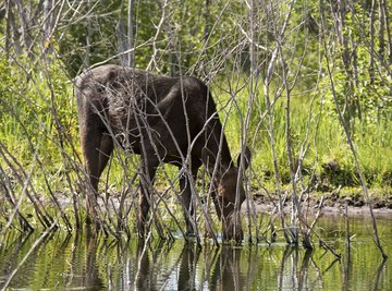 Moose love water and their habitat always revolves around it