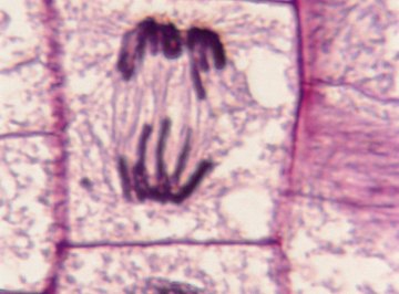 Mitosis splits one cell into two new ones.