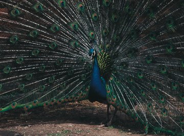 The peacock developed elaborate plumage that attracts females, but it inhibits the male's ability to flee predators.