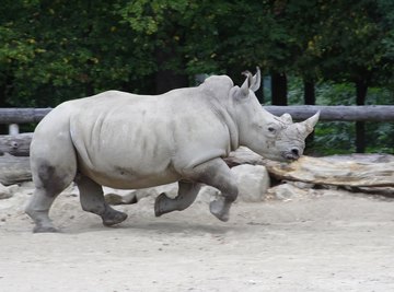 Rhino running across dirt.