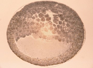 Mitosis occurs many billions of times between fertilization and birth.