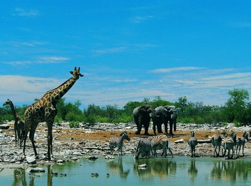 Animals gathering around a watering hole.