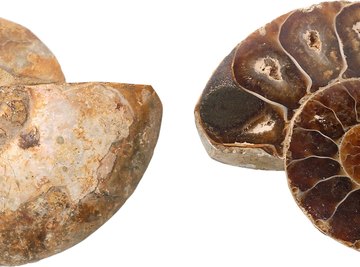 Ammonites are a type of extinct marine invertebrate commonly used as index fossils.