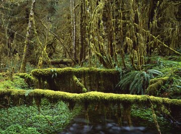 A lush green rain forest.