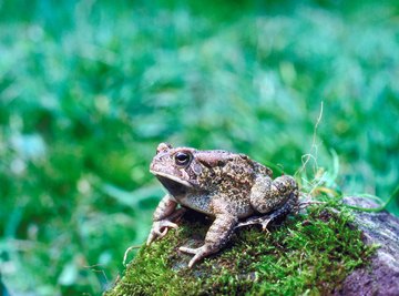 Fowler's toad is one of Pennsylvania's amphibian species.