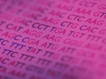 The human genome consists of approximately 3.3 billion genetic letters.