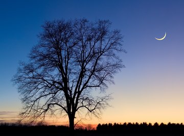 A crescent moon in the night sky above the silhouette of a tree.