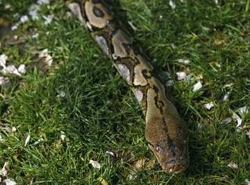 Reticulated pythons are one of the longest snakes in the world.