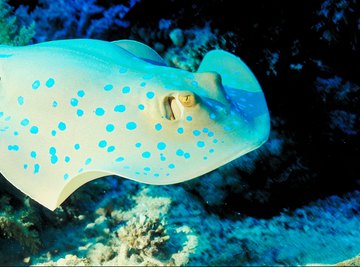 No matter the age, stingrays are excellent swimmers.