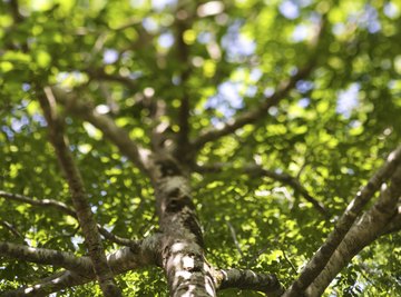 You can find stick caterpillars in the branches of trees, among other places.