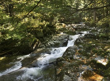 Freshwater streams are interconnected communities of plants, animals and inorganic materials.