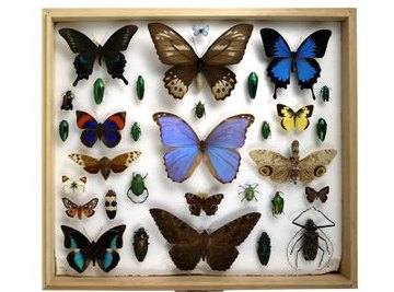 All bugs, from beetles to butterflies, have a respiratory system that does not include lungs.