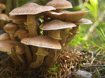 What Do Fungi Contribute to the Ecosystem?