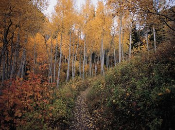 A deciduous forest in autumn.