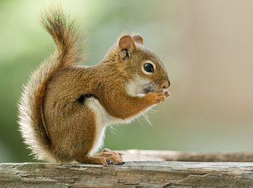 Plants & Animals of Germany