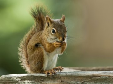 An American red squirrel on a tree branch.