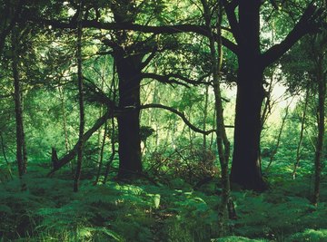 Types of Forest Ecosystems