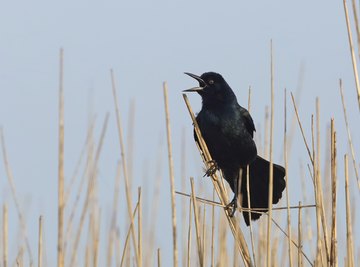 Both crows and grackles are noisy and highly gregarious birds.