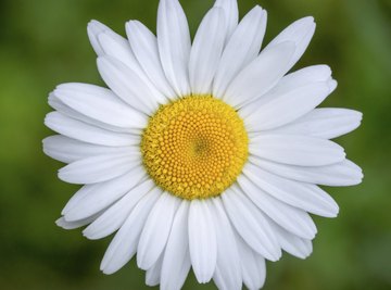 The spiralling arrangement of daisy disc flowers allows for efficient seed production.