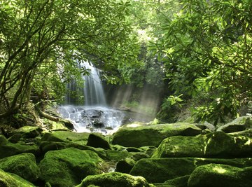 Rainforests are home to 3,000 plants that can be used to fight cancer.