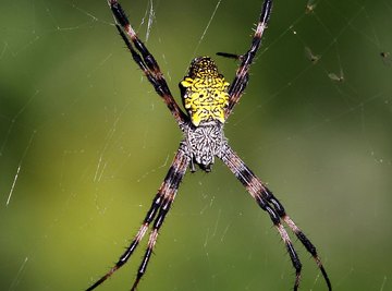 Spider on its web