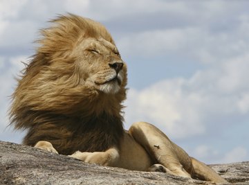 Lions commonly rest and scan from Serengeti kopjes.