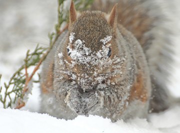 The eastern gray squirrel's coat turns thick and gray as winter approaches.