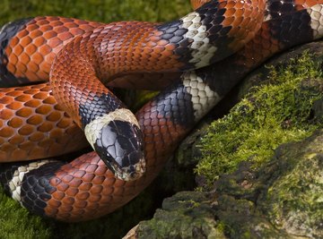 How to Identify a Copperhead Vs. a Milk Snake