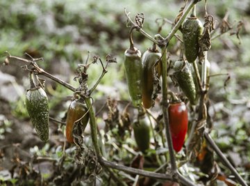 Close-up of a necrotic jalapeno plant