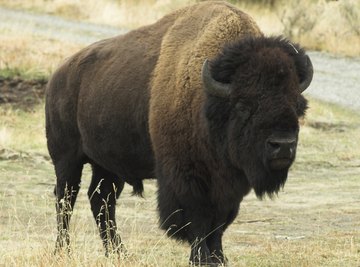 List of the Biggest Land Mammals in the United States