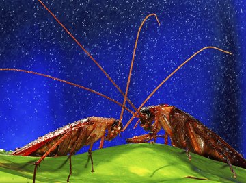 Cockroaches resemble various garden insects.