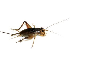 Field crickets' ovipositors enable them to insert eggs into moist soil.