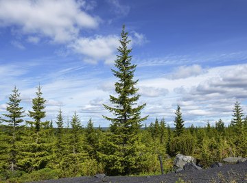 The taiga of northern Eurasia and North America is the world's vastest forest.