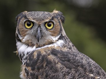 Fierce hunters, great horned owls commonly prey on other raptors.