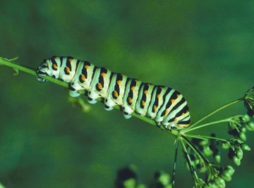 Caterpillar Green Shades & Butterfly Alligator Clips - ivory & birch