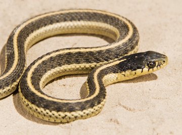The eastern garter snake (Thamnophis sauritus) comes in many color patterns, but can be identified by a light-colored stripe running down the top of its back.