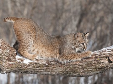 What Adaptations Does a Bobcat Have